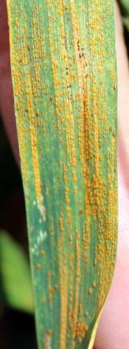 Signs And Symptoms Of Plant Disease Is It Fungal Viral Or Bacterial Field Crops